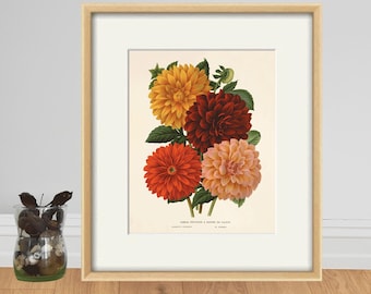 Vintage Dahlia Art Print: Antique Botanical Illustration