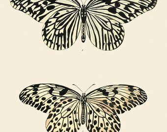 Vintage Butterfly art print Garden art print butterfly wall art Cottage art Victorian print Antique wall art Nature wall art Home decor art