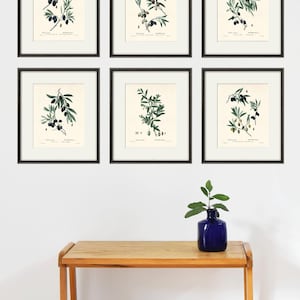 May include: Six framed botanical prints of olive branches with black and green olives. The prints are arranged in two rows of three on a white wall. A small potted plant sits on a wooden table below the prints.