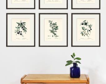 Olive Branch Botanical Art Print Set: French Cottage Kitchen Wall Decor