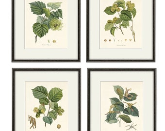 Antiqua Botanical Art Prints Tree Wall Art Print botanical print set antique wall art Botanical poster leaves art print vintage tree art