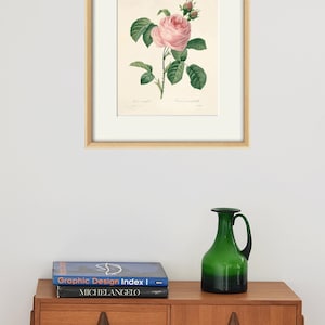 May include: A framed botanical illustration of a pink rose with green leaves and buds. The illustration is on a white background and is framed in a light wood frame. The frame is hanging on a white wall.