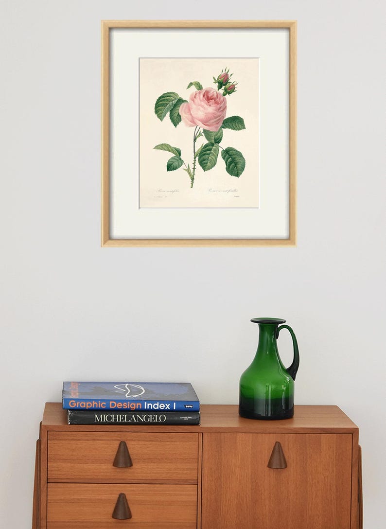 May include: A framed botanical illustration of a pink rose with green leaves and buds. The illustration is on a white background and is framed in a light wood frame. The frame is hanging on a white wall.