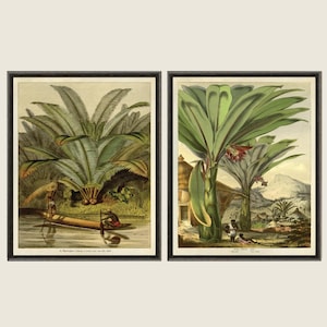 Antika palmträdstryck, vintage botanisk väggkonst, tropisk dekor, palmträdskonstset
