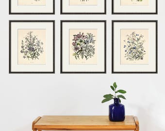 Antique Wildflower Botanical Print Set: French Lithograph Wall Art