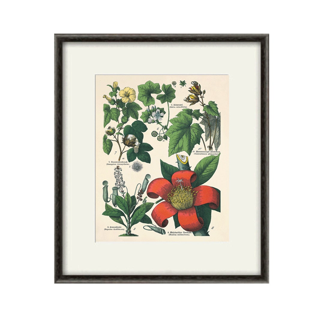Antique Flower Print Cottage Wall Art Flowers Victorian Print Flower