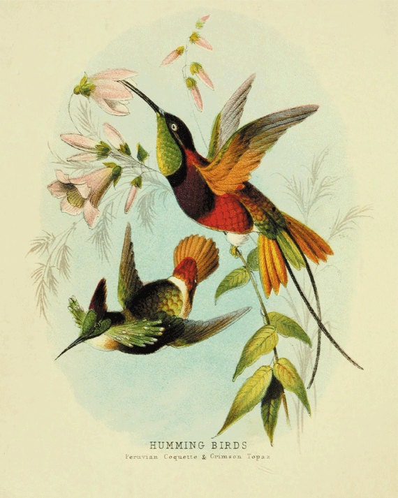Hummingbirds Bird Art Print Antique Prints Nature Wall Art