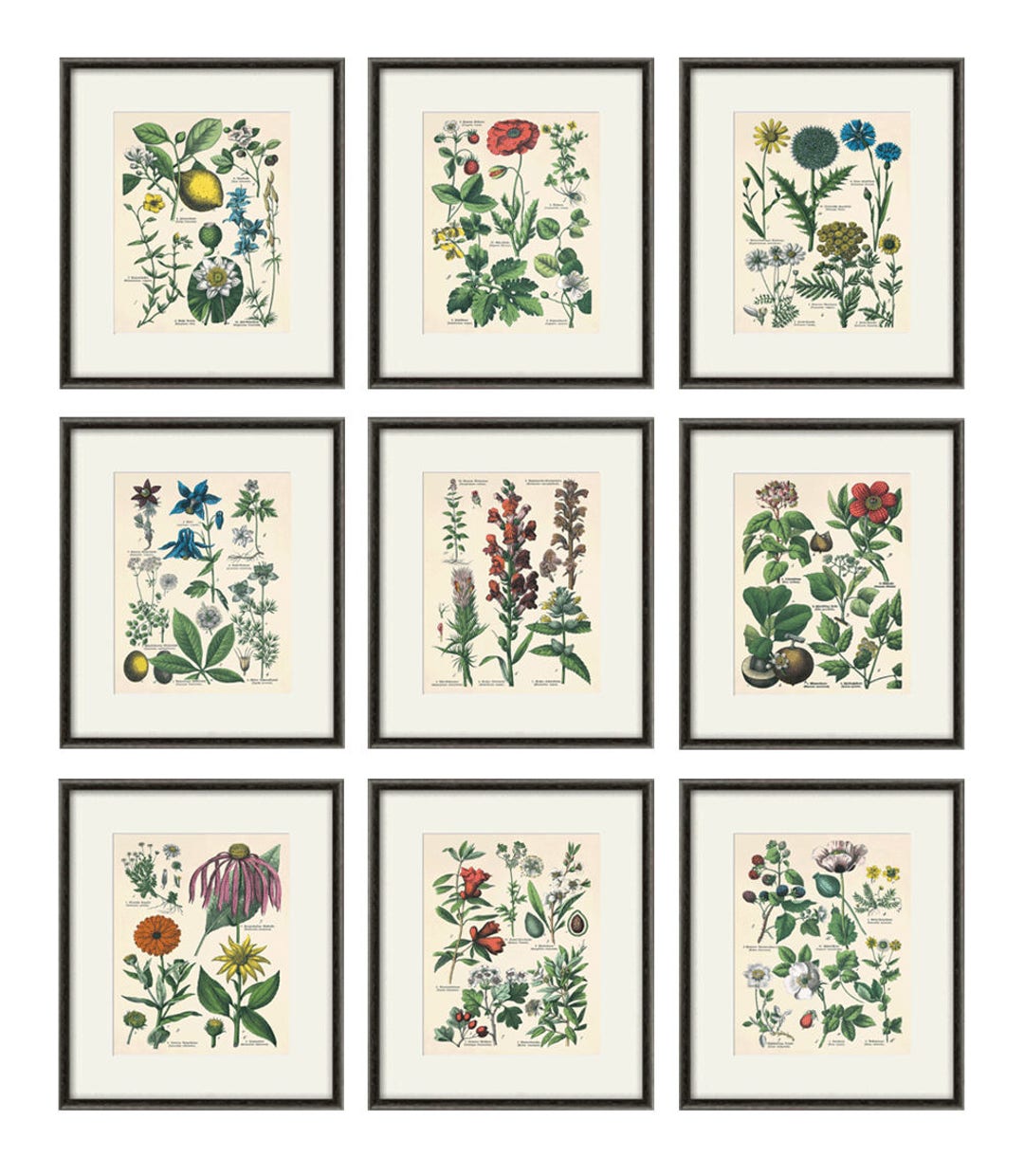 Kitchen Herbs Wall Art Antique Botanical Print Set of 9 Herb Art Print