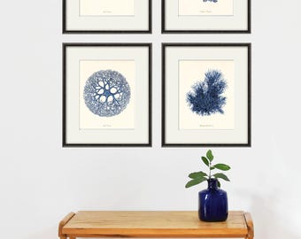 Vintage set van 4: zeekoraalprint: blauwe nautische muurkunst uit de jaren 1800