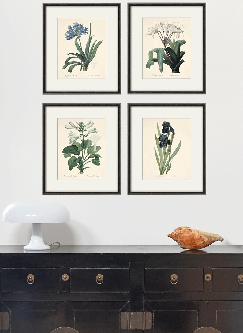 May include: Four framed botanical prints featuring different flowers. The prints are in black frames and are arranged in a grid pattern on a white wall. The flowers are a blue agapanthus, a white crinum, a white lily, and a dark blue iris.