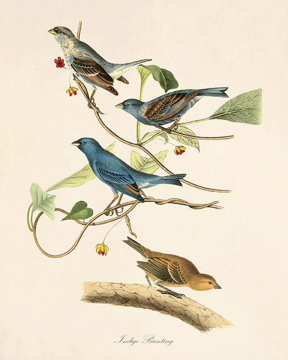 Antique Audubon Bird Prints Set: Victorian Natural History Art - Etsy