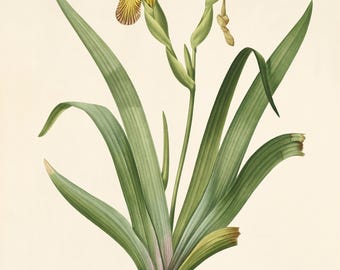Antique Iris Flower Print: French Botanical Wall Art