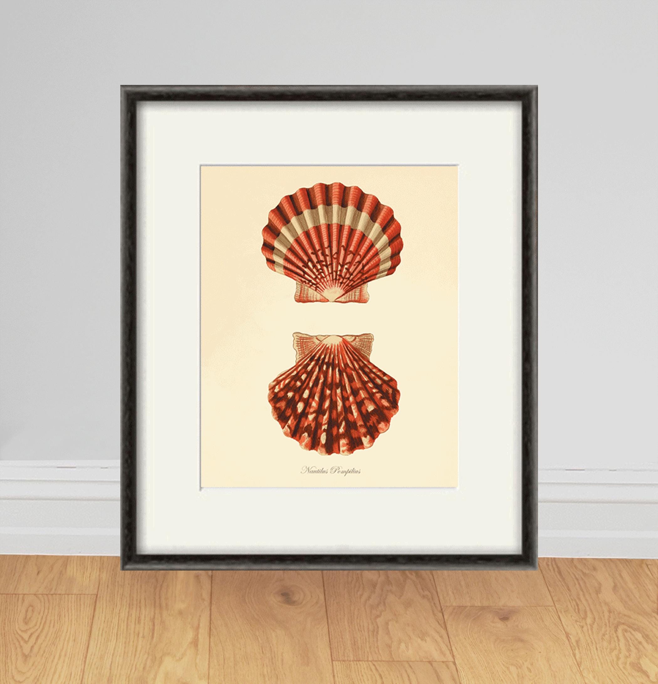 Antique Seashell Art Print Vintage Nautical Art Print Sea