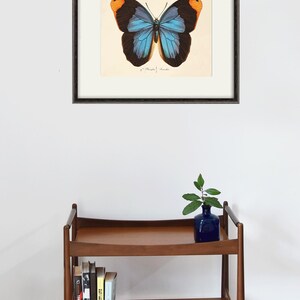 May include: A framed print of a blue and orange butterfly with black markings. The butterfly is centered on a cream-colored background. The print is framed in a dark brown frame.