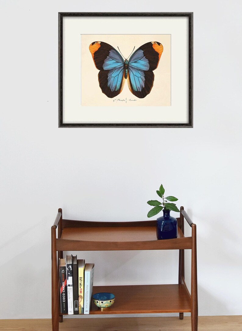 May include: A framed print of a blue and orange butterfly with black markings. The butterfly is centered on a cream-colored background. The print is framed in a dark brown frame.