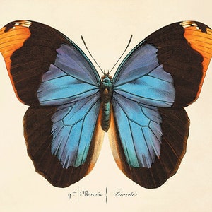 May include: A blue and brown butterfly with orange markings on its wings. The butterfly is depicted in a vintage illustration style.