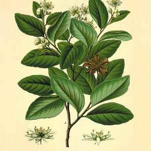 Botanical art prints Vintage prints garden wall art home decor wall art plants Antique Prints old prints Plants art print kitchen wall art