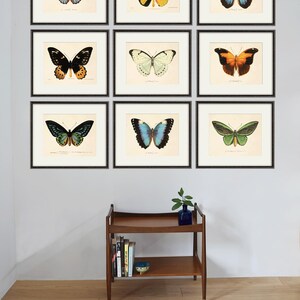 Puede incluir: Nueve ilustraciones de mariposas enmarcadas con marcos negros en una pared gris claro. Las mariposas son de varios colores, incluyendo azul, verde, amarillo, naranja y negro.