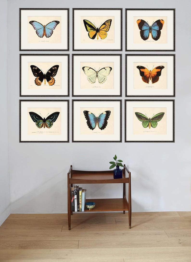 Puede incluir: Nueve ilustraciones de mariposas enmarcadas con marcos negros en una pared gris claro. Las mariposas son de varios colores, incluyendo azul, verde, amarillo, naranja y negro.