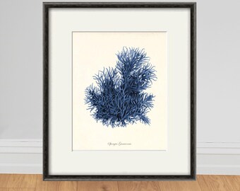 Vintage Sea Coral Print: Antique Nautical Lithograph Art