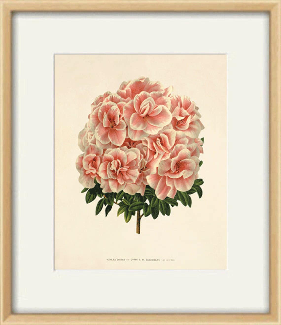 Pink Botanical Prints Set of 4: Vintage Victorian Flower Wall Art - Etsy