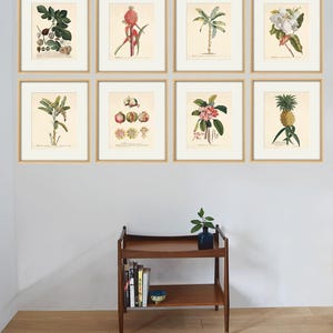 Antique fruit art print Vintage kitchen art print antique botanical art prints fruit wall art kitchen art decor fruit print vintage set of 8