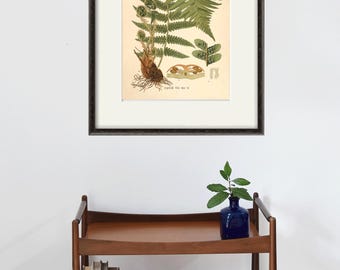 Antique Fern Print: 1887 Botanical Art, Victorian Home Decor
