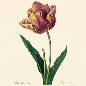 Antique Tulip Art Print: Victorian Botanical Illustration