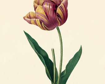 Antique Tulip Art Print: Victorian Botanical Illustration
