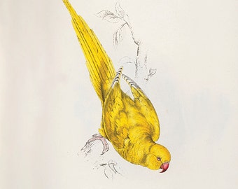 Antique Yellow Parrot Print: Victorian Bird Wall Art