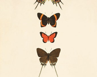 Antique Orange Butterfly Print: 1800s French Natural History Wall Art