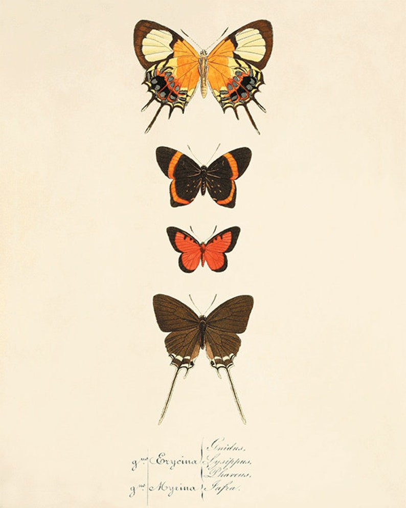 Бабочки рисунки из пинтереста