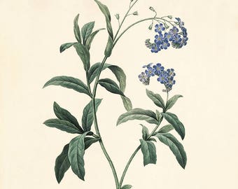 Antiker Blumendruck Cottage Wandkunst Blumen Viktorianischer Druck Französisches Dekor antike Wandkunst Blumendekor Botanische Wandkunst Gartendruck
