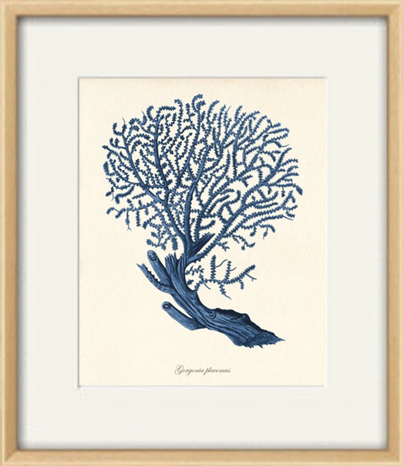 Navy Blue Coral Art Print Vintage Nautical Art Print Sea Art - Etsy