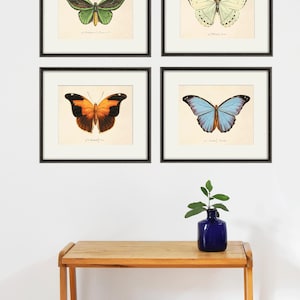 Antique Butterfly Print Set: Victorian Natural History Wall Art