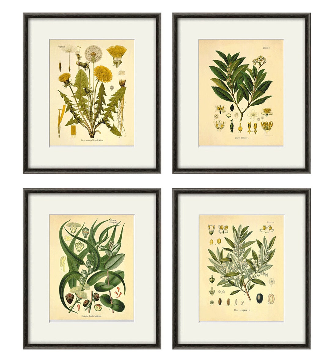 Antique Botanical Print Set Botanical Art Prints Plant Prints Wall Art
