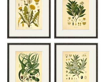 Antique Botanical Print Set: 1887 German Medicinal Plant Art, Set of 4