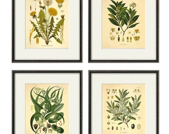 Antique botanical print set Botanical art prints plant prints wall art plant botanical poster antique wall art home decor wall art SET of 4