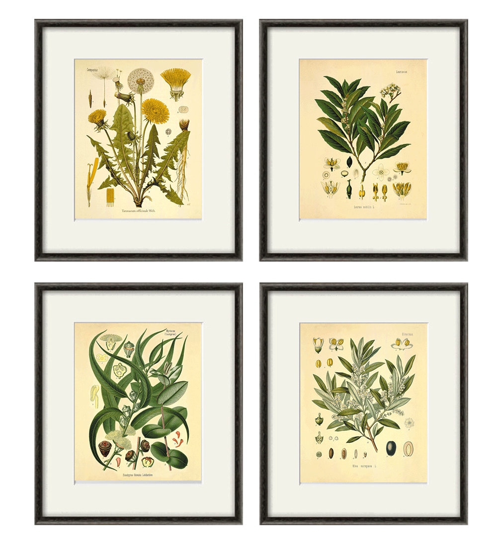 Antique botanical print set Botanical art prints plant prints Etsy