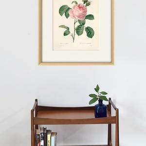 May include: A framed botanical illustration of a pink rose with green leaves and buds. The illustration is on a white background and is framed in a light wood frame.