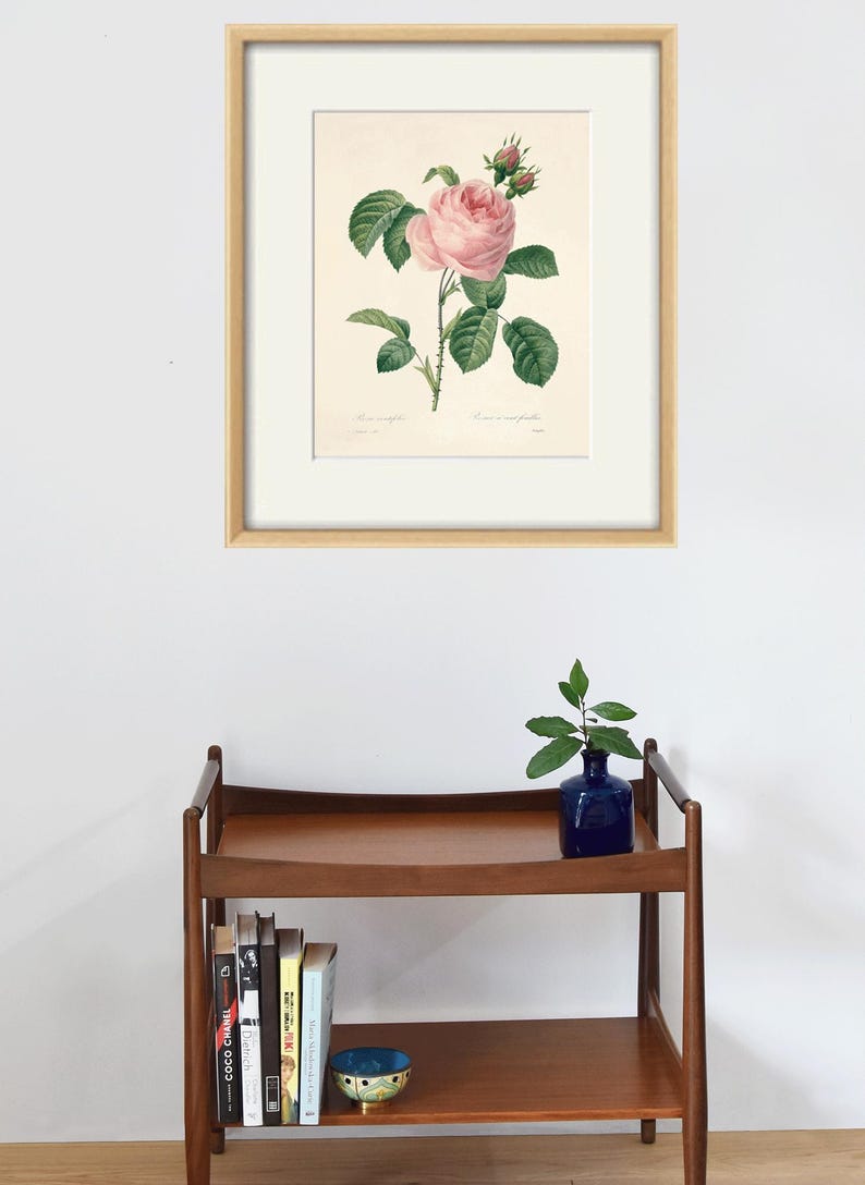 May include: A framed botanical illustration of a pink rose with green leaves and buds. The illustration is on a white background and is framed in a light wood frame.