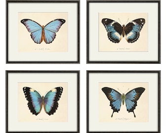 Blauer Schmetterling Kunstdruck-Set, Naturdruck, Naturgeschichte, alte Drucke, antike Drucke, viktorianische Kunst, Schmetterlingsdekoration, Heimdekoration, Wandkunst