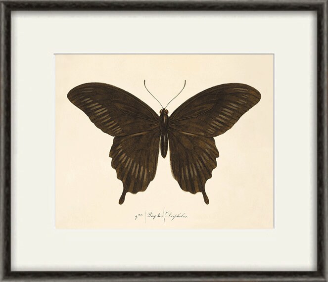 Black Butterfly Art Print Nature Print Natural History Art | Etsy