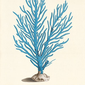 Blue coral art print Vintage nautical art print sea art print Ocean art print ocean life Natural History sea life art antique nature print