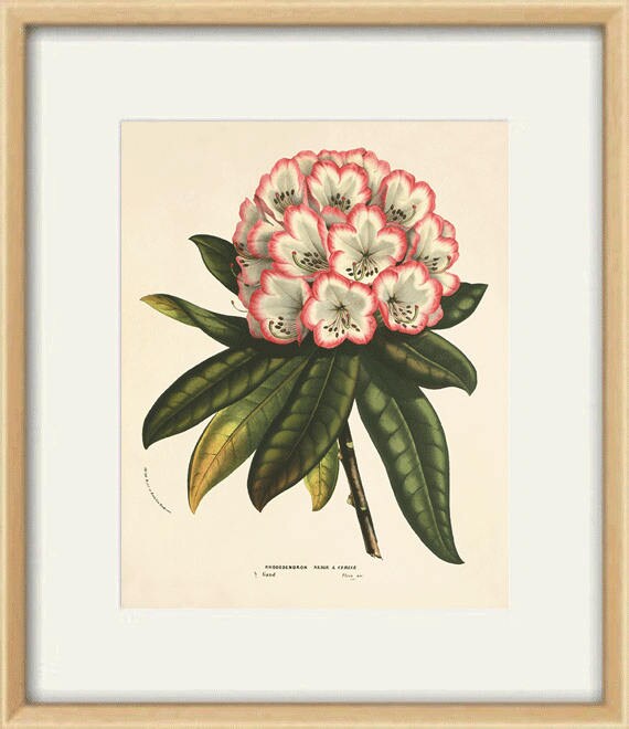 Rhododendron art antique Botanical Art Prints home decor wall | Etsy