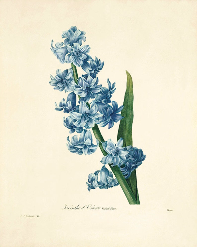 Hyacinth Vintage Flower Art Print Botanical Print Cottage Wall Art Victorian Print French Decor Antique Wall Art Flower Decor Garden Print Etchings Engravings Art Collectibles Tripod Ee