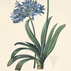 May include: A botanical illustration of a blue Agapanthus flower with long, green leaves. The flower is in bloom and has a cluster of blue petals. The illustration is labeled "Agapanthus Umbellatus" and "Agapanthus en Ombelle".