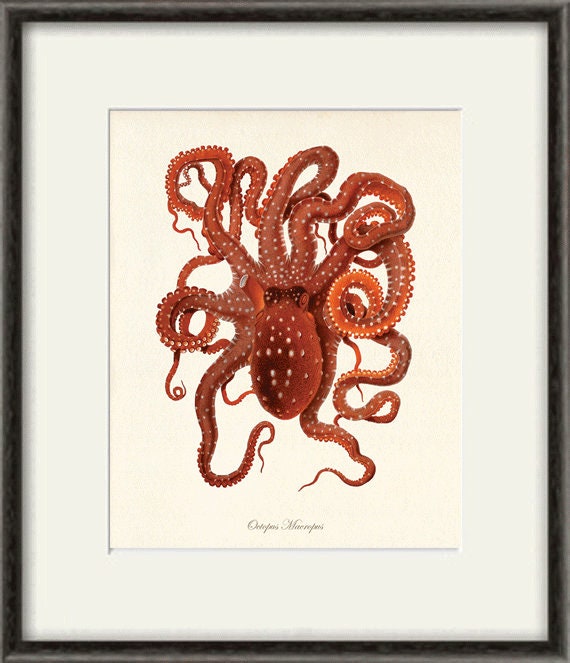 Octopus art print Antique prints old prints Nautical art print Ocean Decor Natural History art print vintage nature print Home decor wall