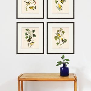 May include: Set of four framed prints featuring vintage illustrations of yellow warblers perched on branches with flowers. The prints are in black frames and are arranged in a grid pattern on a white wall.