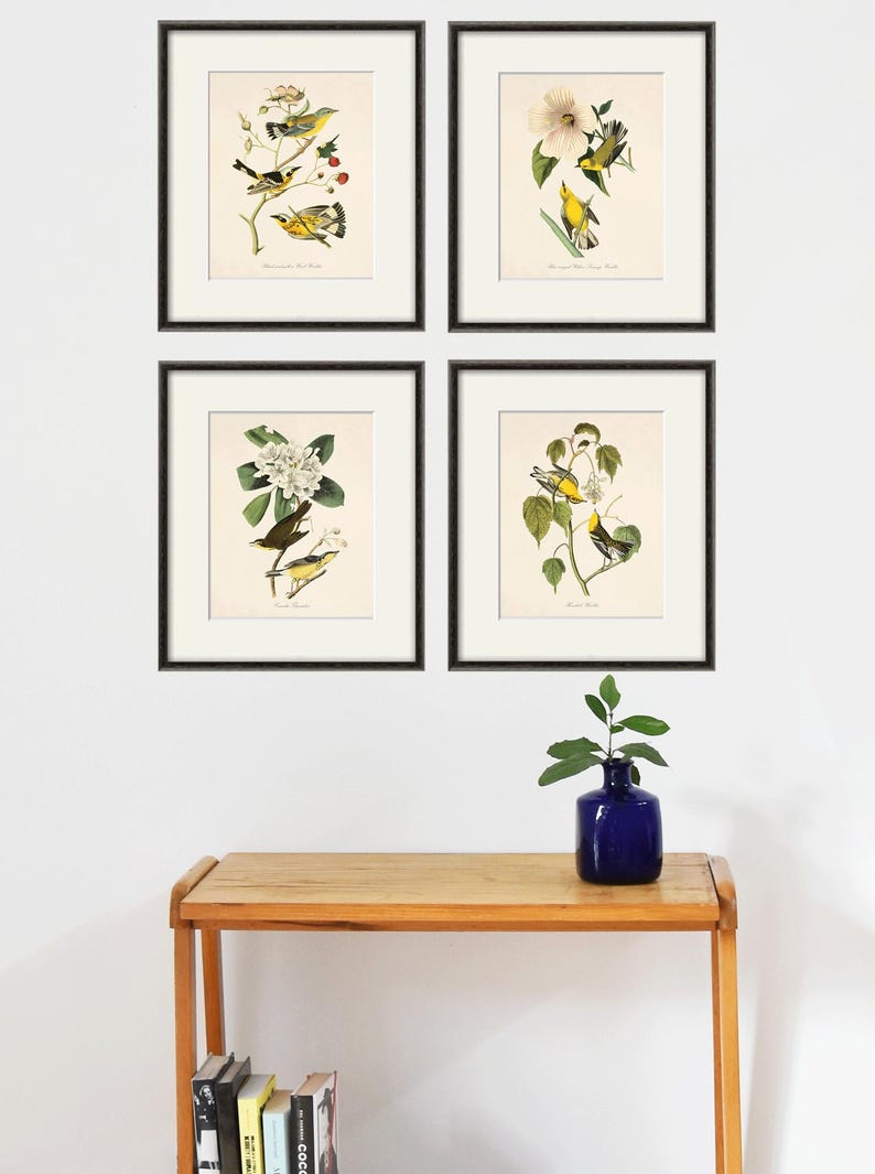 May include: Set of four framed prints featuring vintage illustrations of yellow warblers perched on branches with flowers. The prints are in black frames and are arranged in a grid pattern on a white wall.